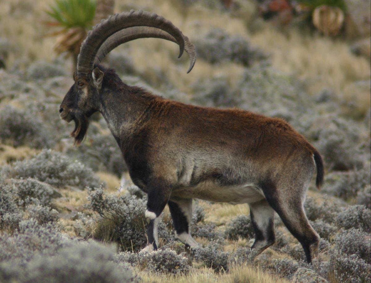 walia ibex is one of the ethiopian endemic animals