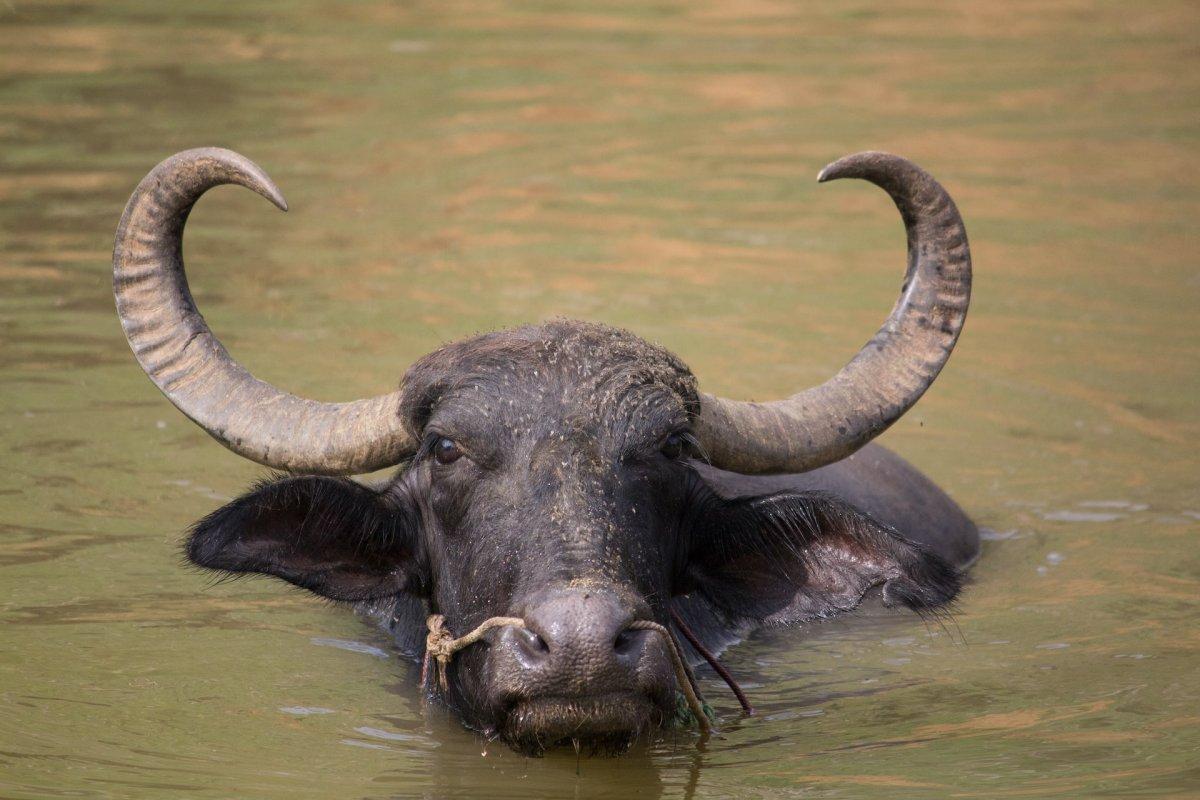 water buffalo is one of the native animals of vietnam