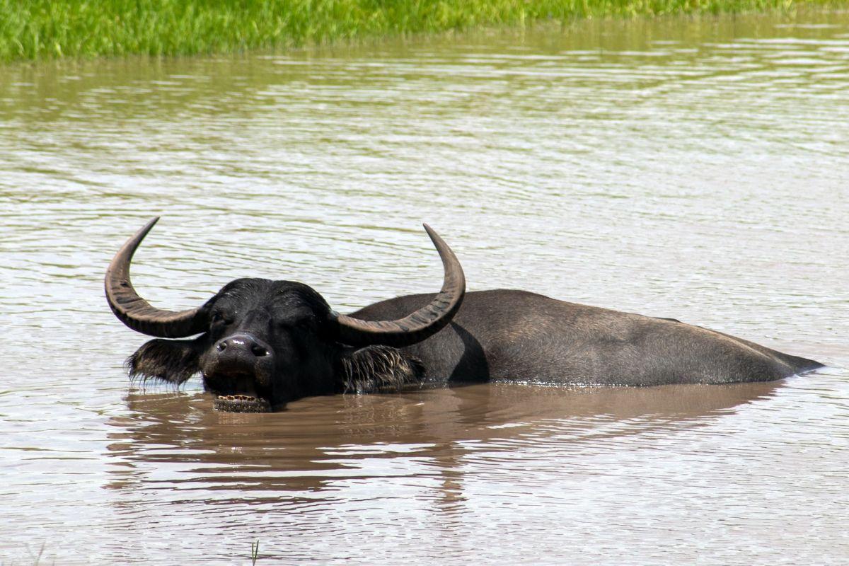 water buffalo is the national animal of vietnam