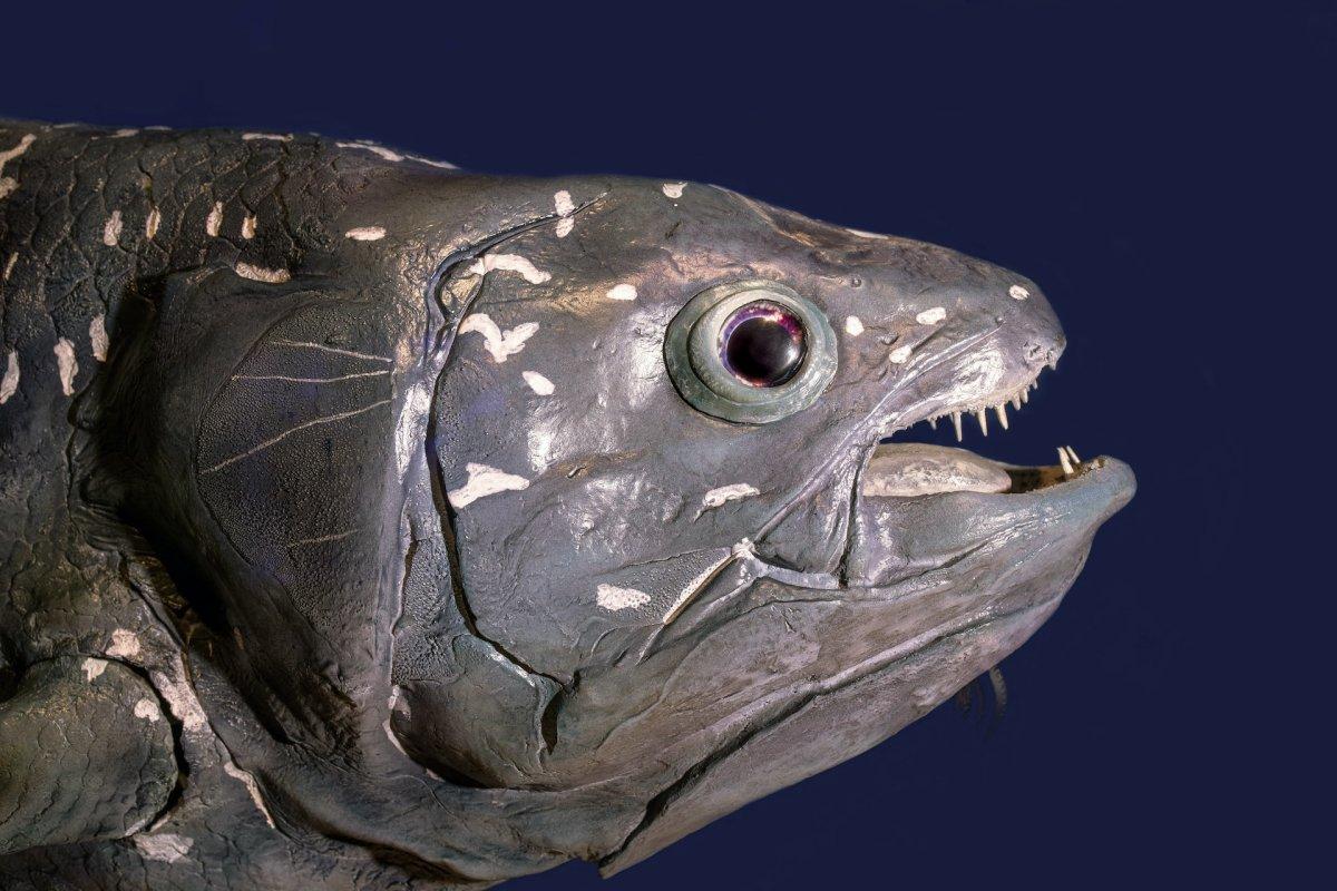 west indian ocean coelacanth