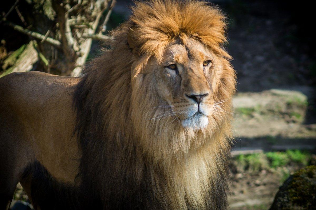 western african lion is part of senegal wildlife