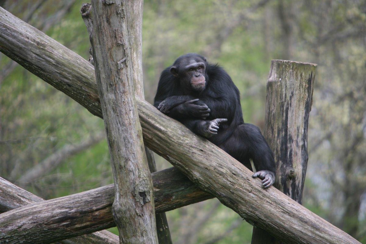western chimpanzee