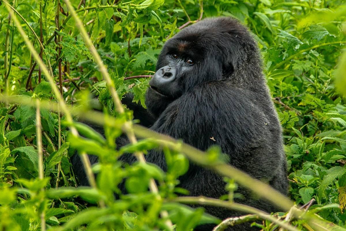 western gorilla is part of the gabon wildlife