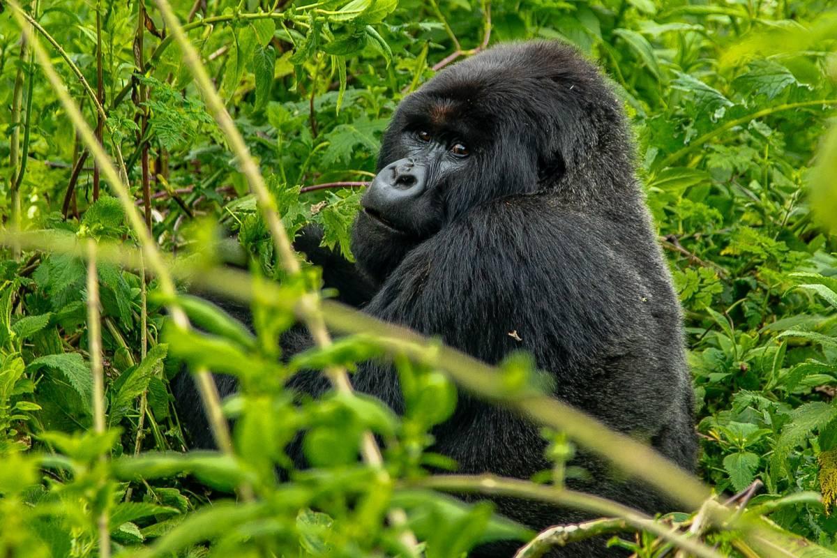 western gorilla is part of the gabon wildlife