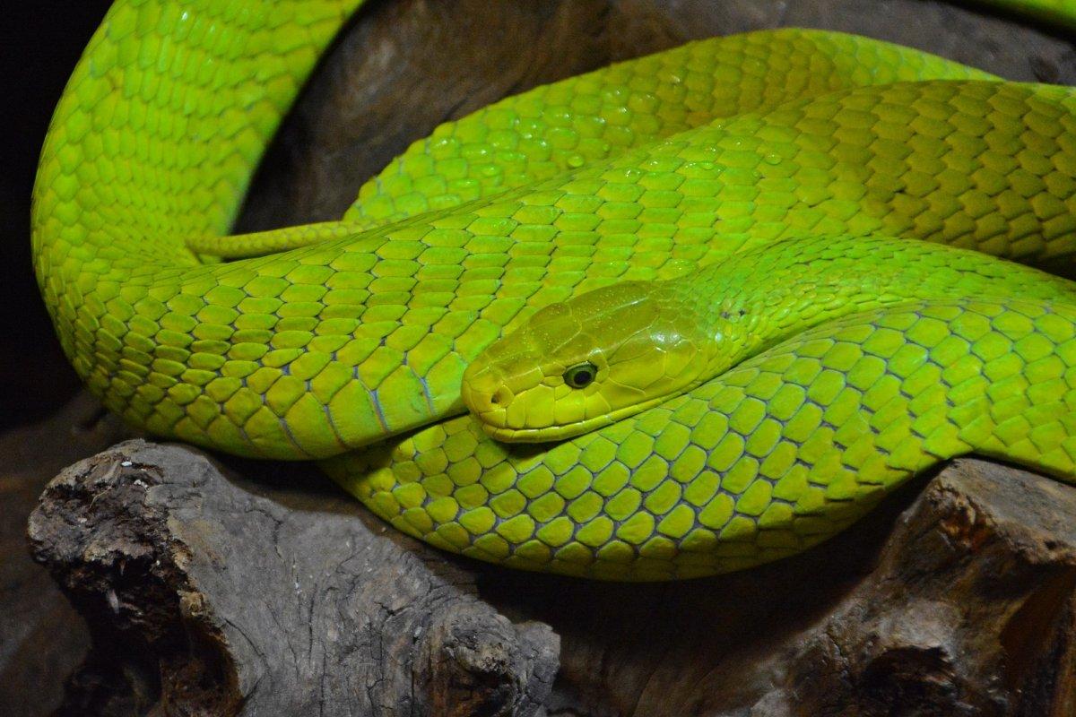 western green mamba