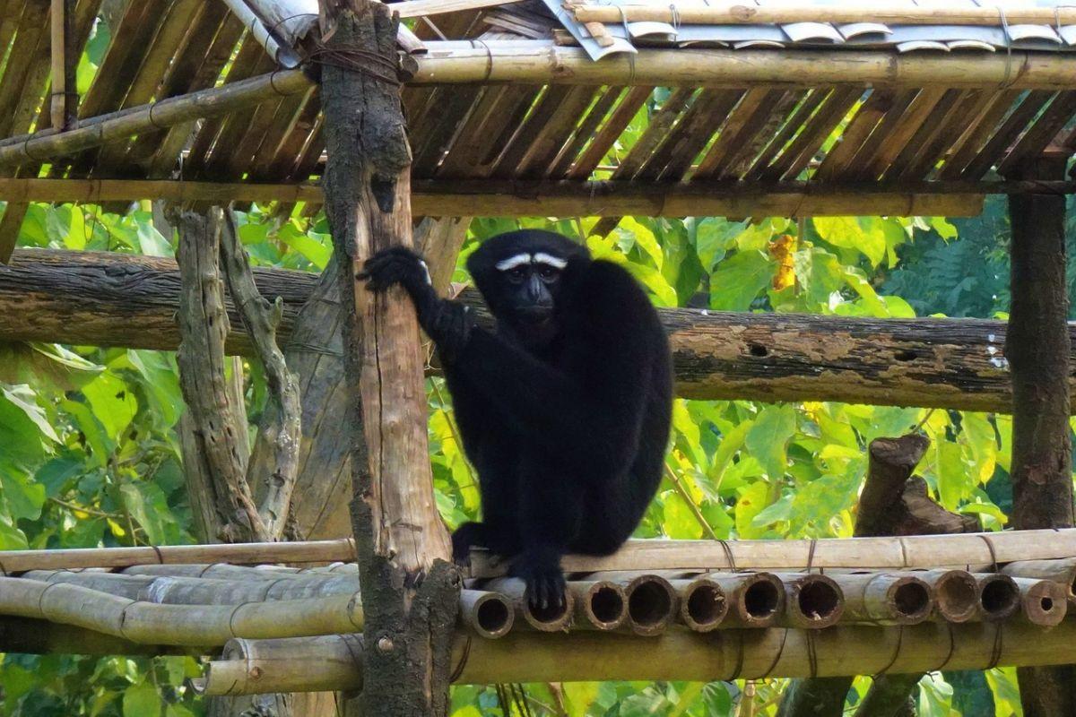 western hoolock gibbon is among the animals found in bangladesh