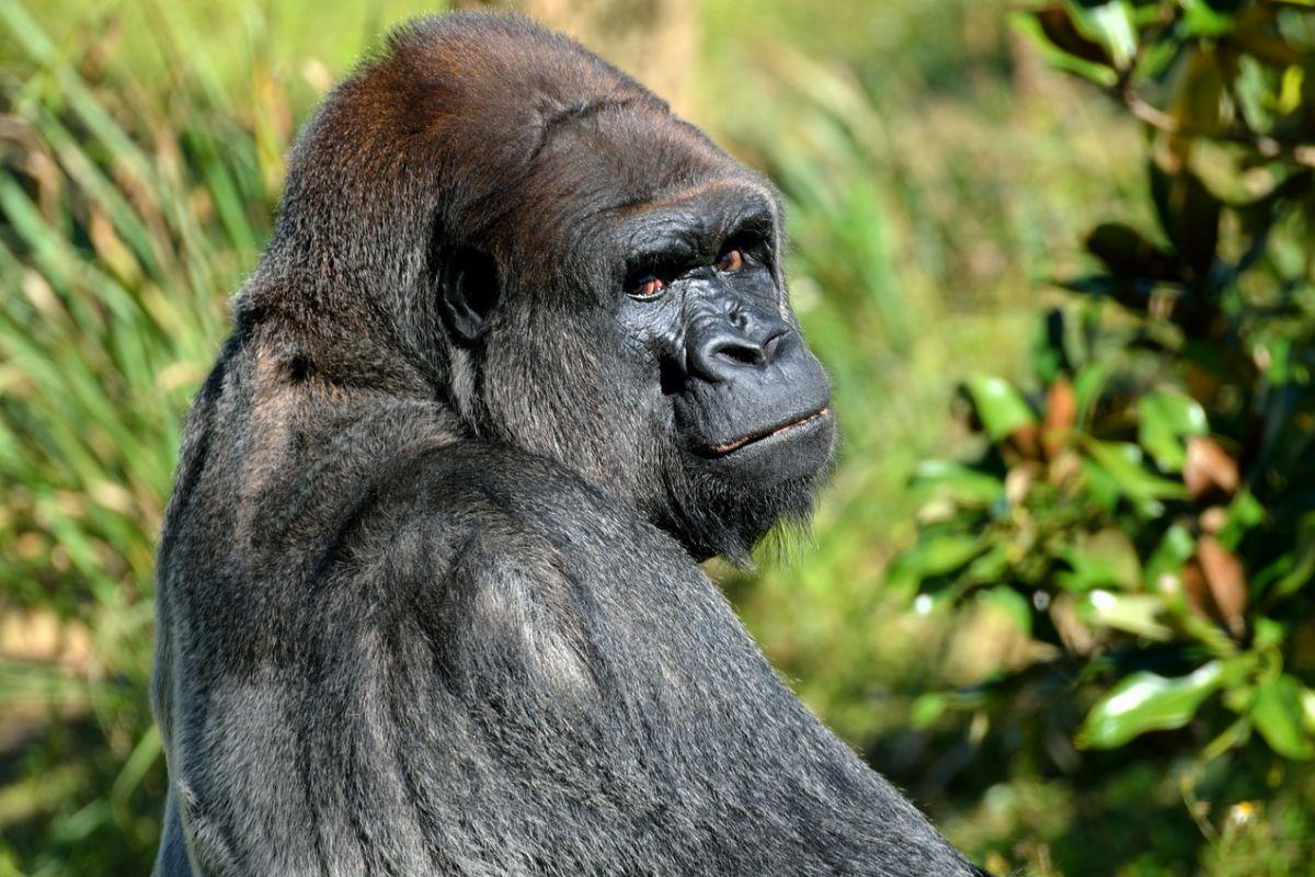 western lowland gorilla is among the central african republic animals