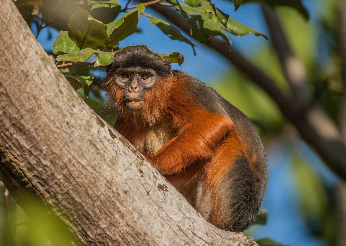 western red colobus