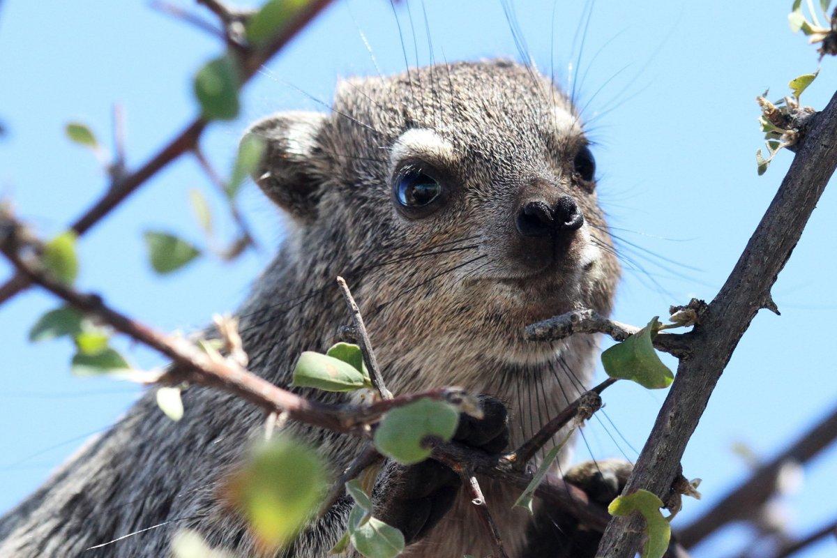 western tree hyrax is part of the liberia wildlife