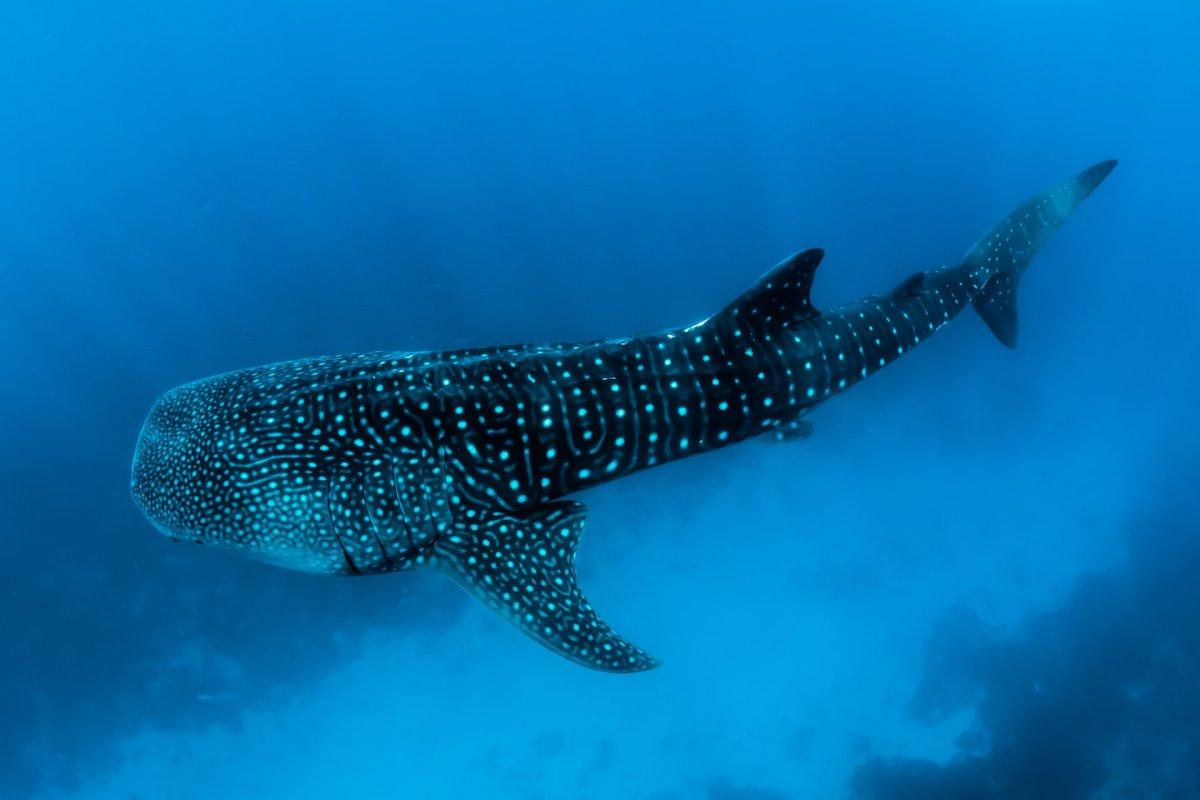 whale shark is among the endangered animals in maldives