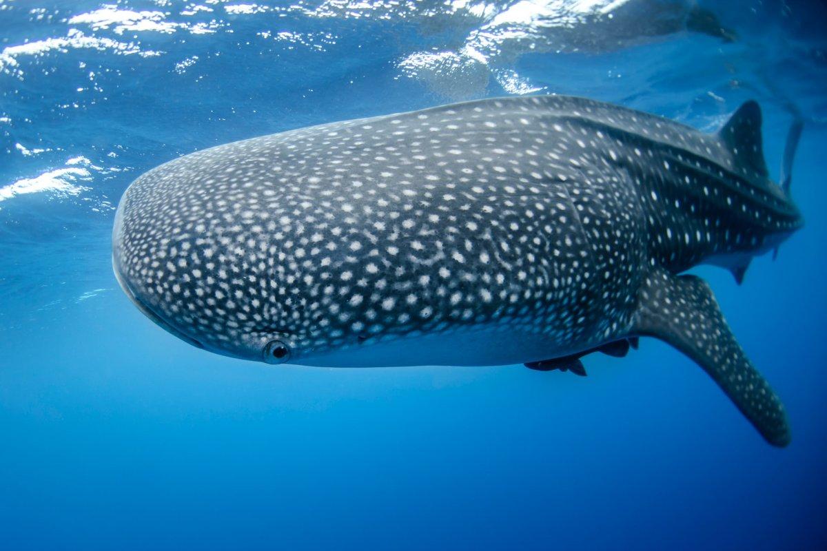 whale shark is one of the animals in samoa