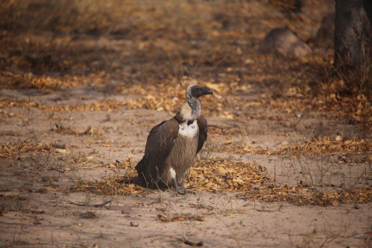 white backed vulture is one of the gabon animals