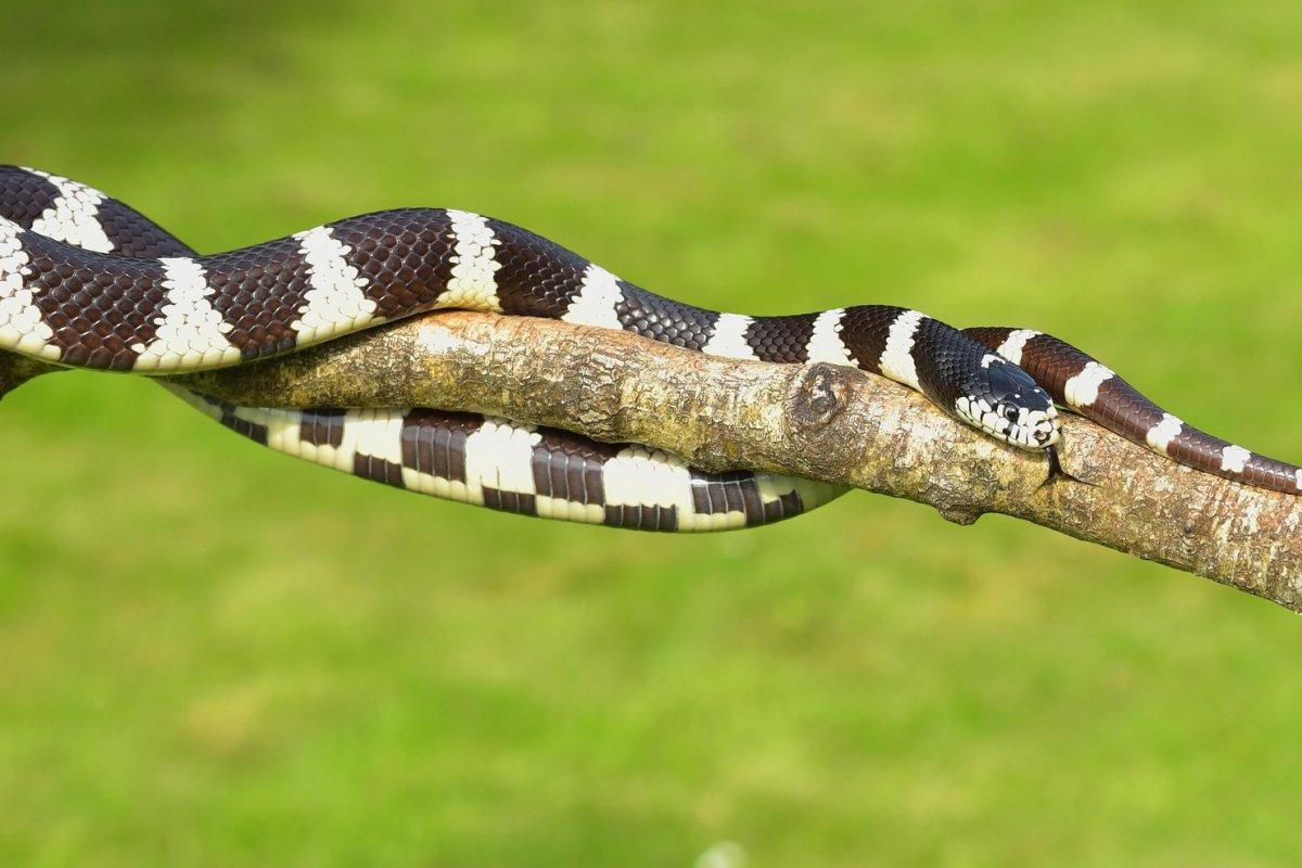 white-banded wolf snake is a thailand animal