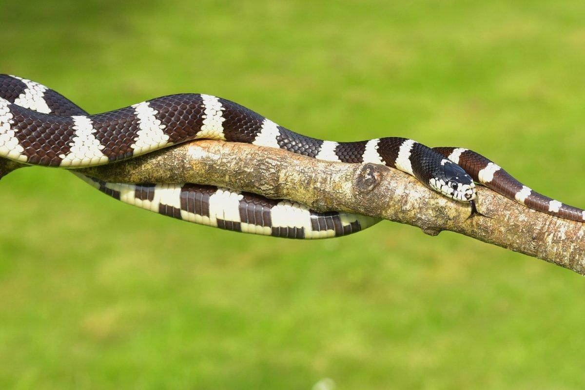 white-banded wolf snake is a thailand animal