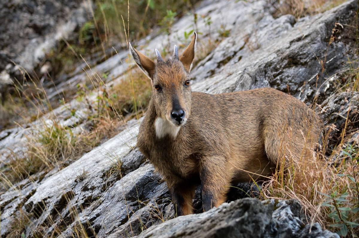 white-bellied musk deer