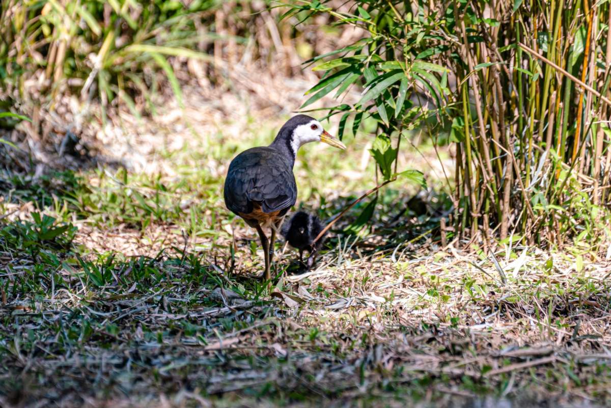 white-breasted waterhen