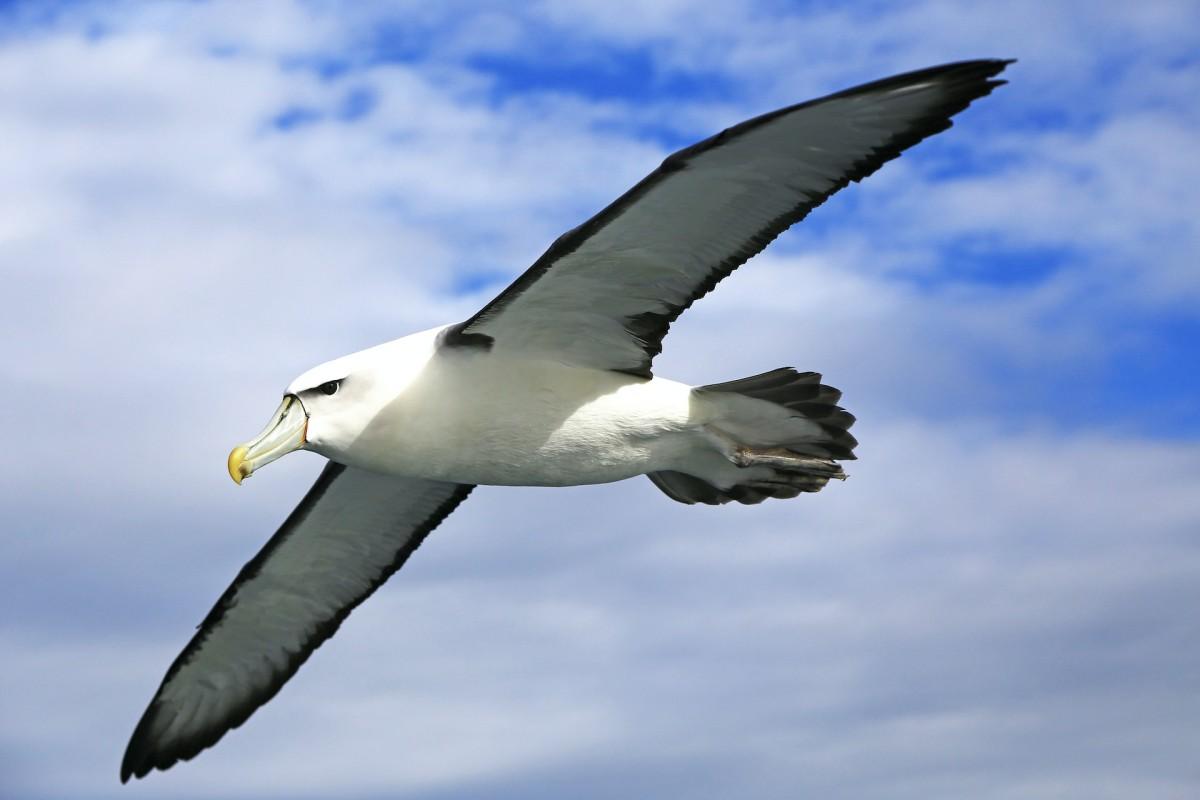 white capped albatross