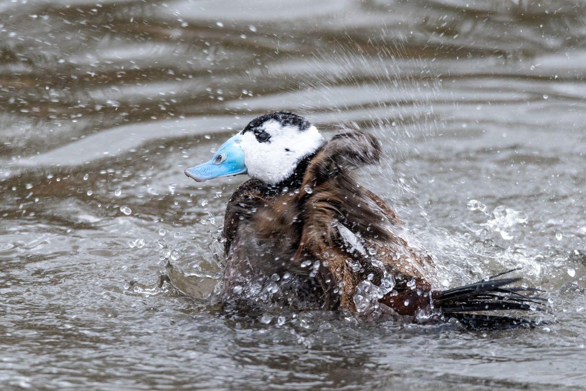 white headed duck is one of the endangered animals in turkey