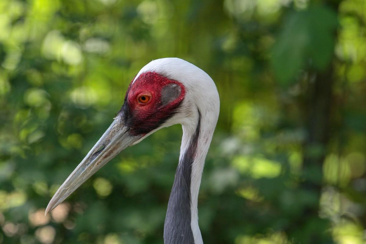 white-naped crane is one of the animals native to mongolia