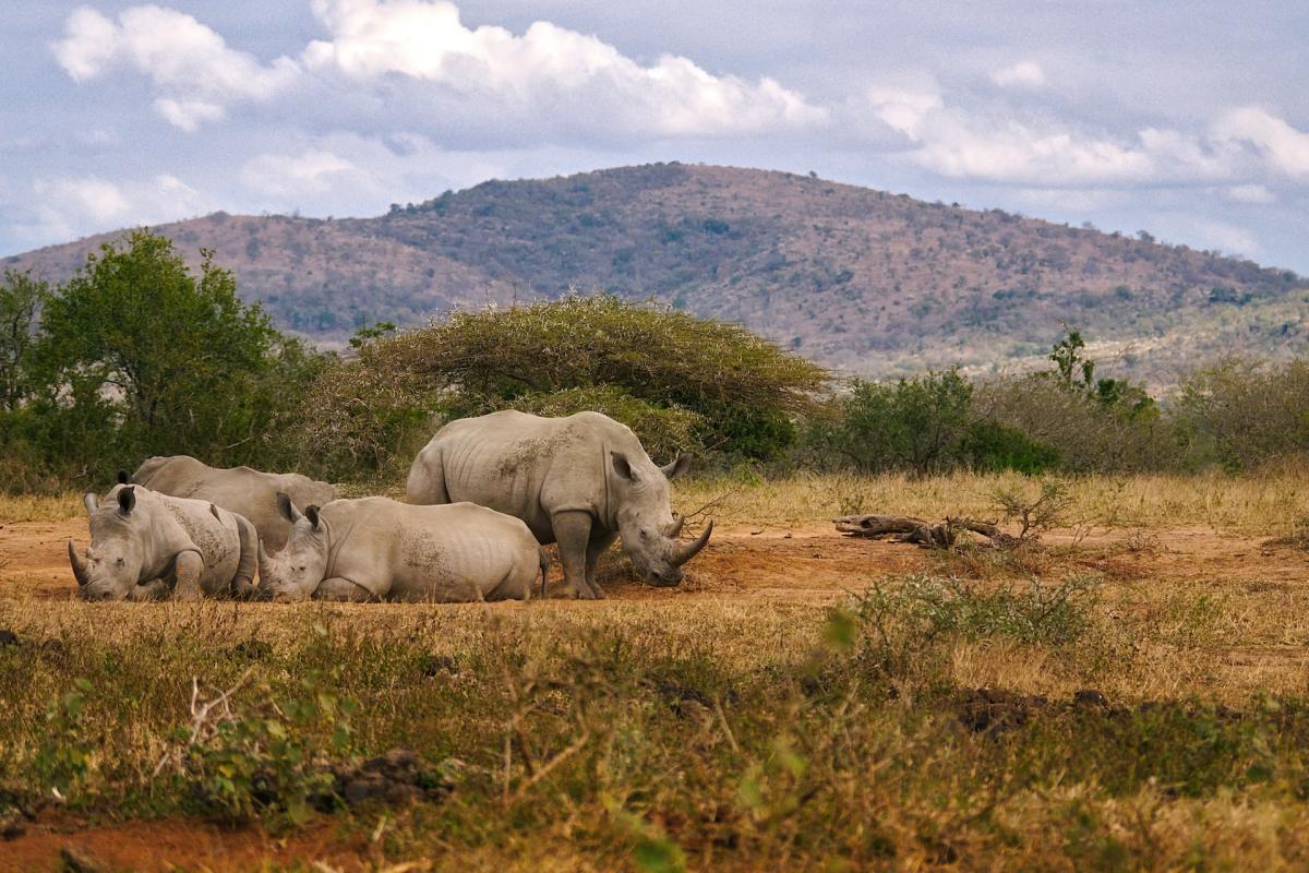 white rhinoceros is an indigenous animals in south africa