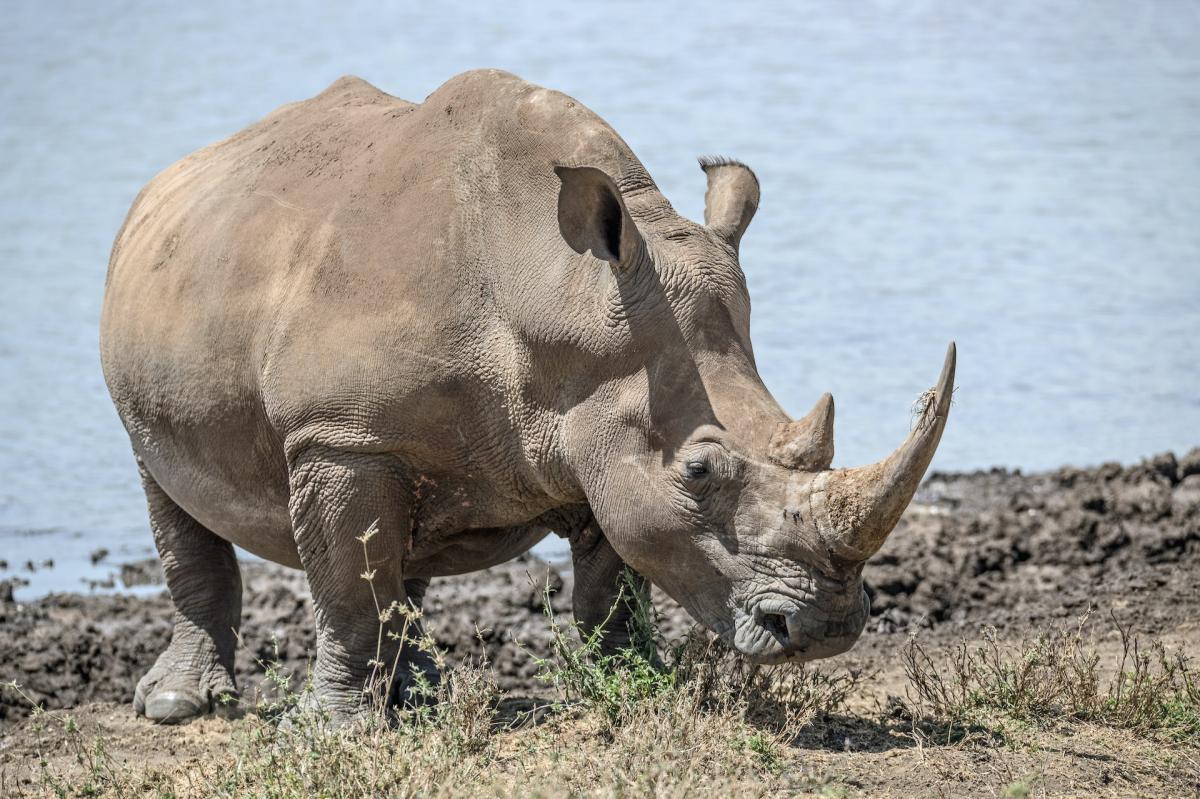 white rhinoceros is one of the animals namibia has on its land