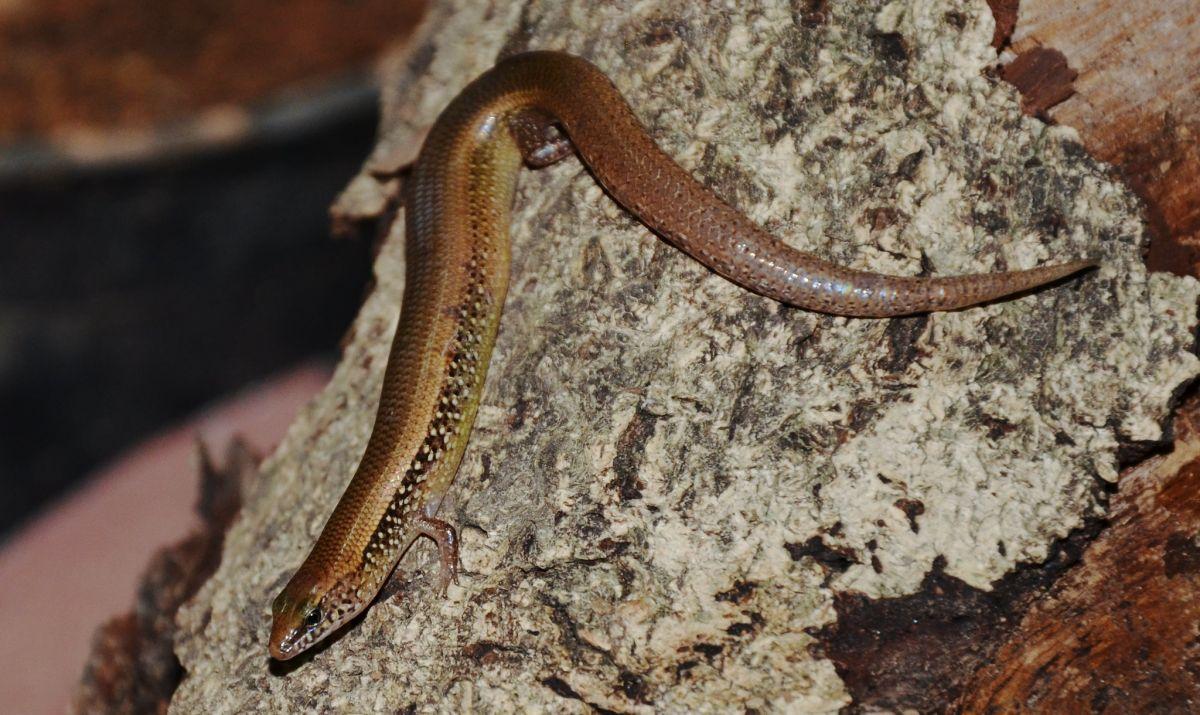 white-spotted supple skink