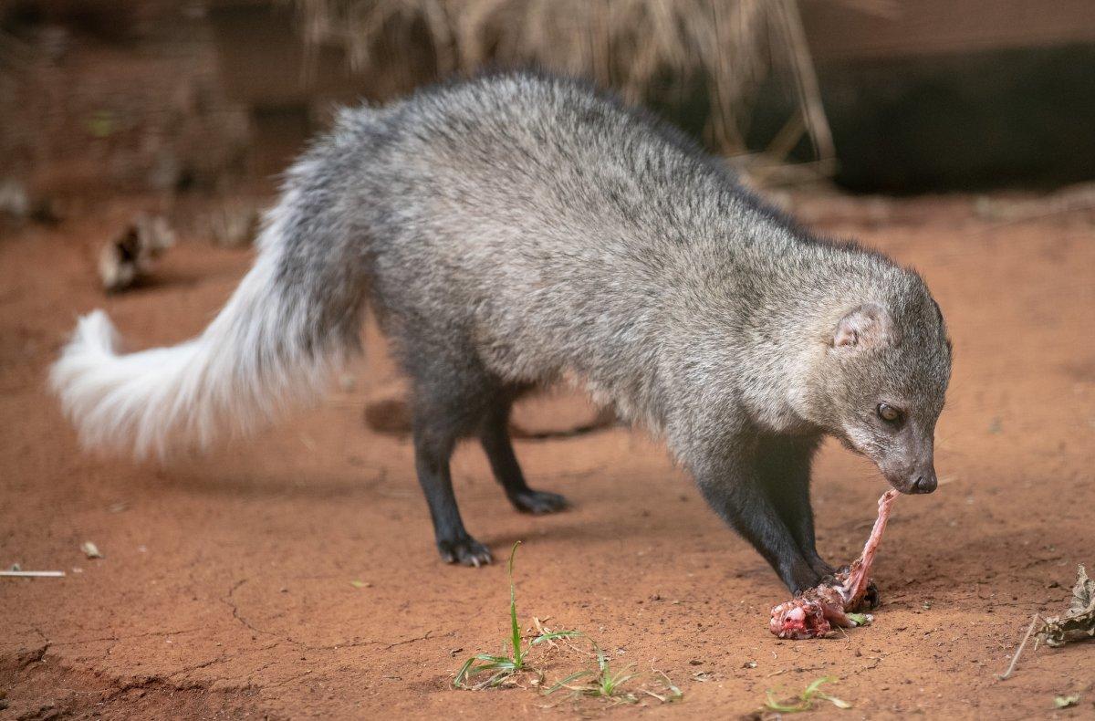 white-tailed mongoose