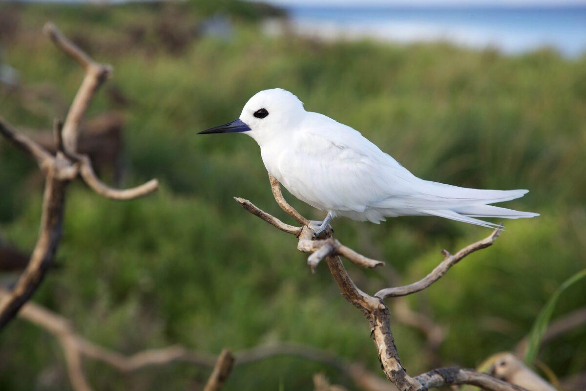 white tern