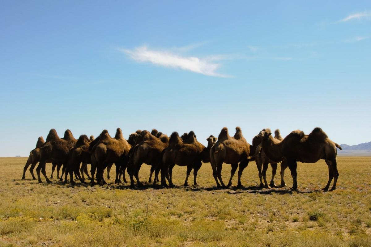 wild bactrian camel is one of the animals that live in mongolia