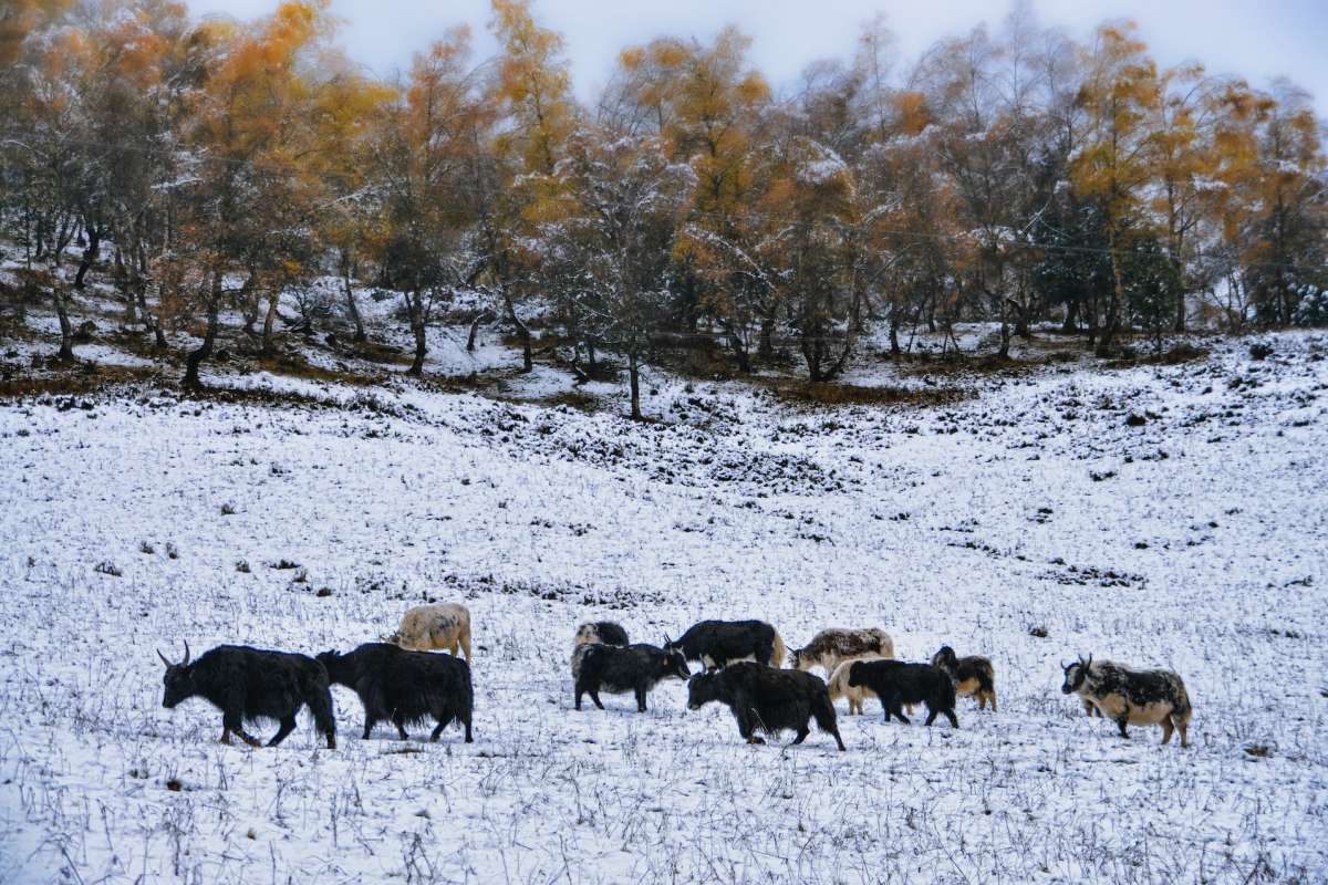 wild yak is one of the popular animals in india