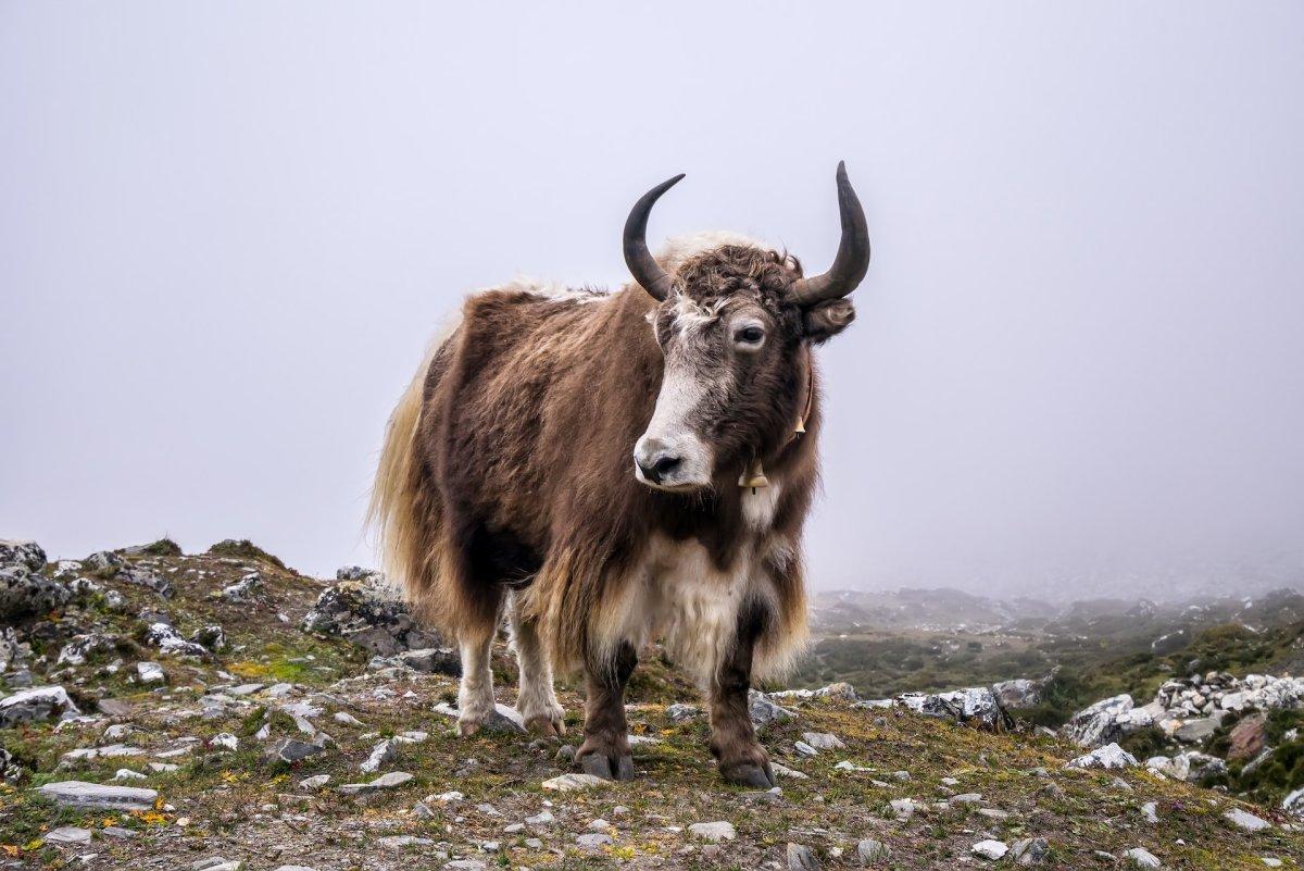 yak is part of the list of chinese animals