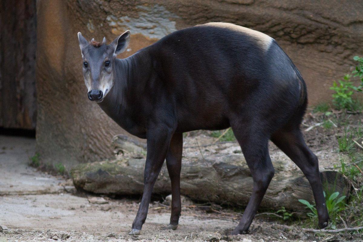 yellow-backed duiker