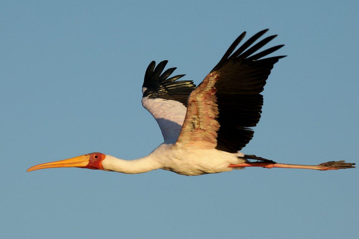 yellow-billed stork