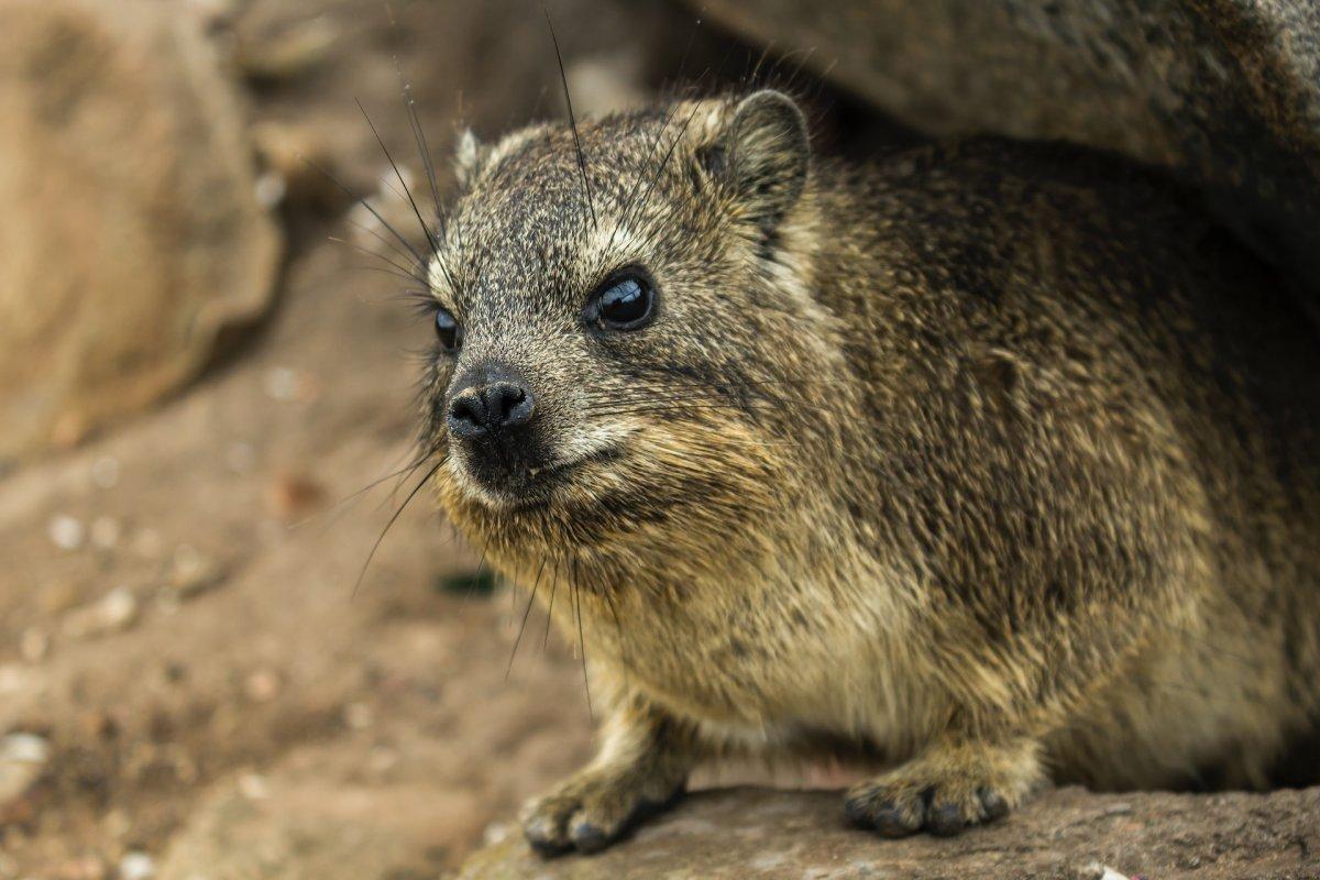 yellow spotted rock hyrax