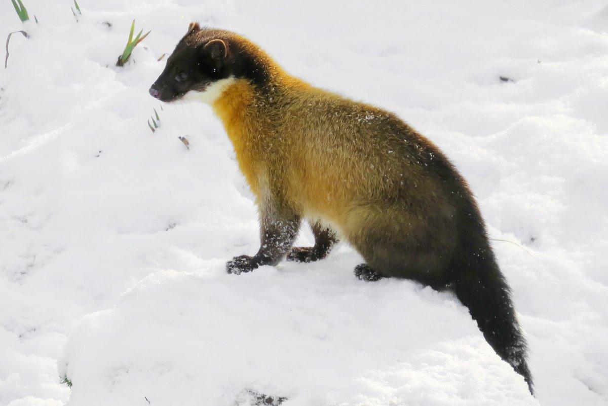 yellow-throated marten is one of the animals found in bhutan