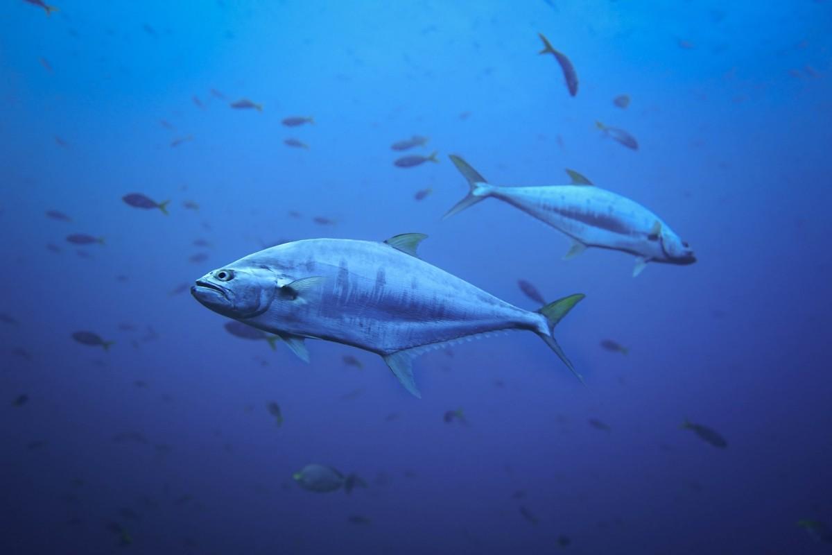 yellowfin tuna is the national animal of the maldives