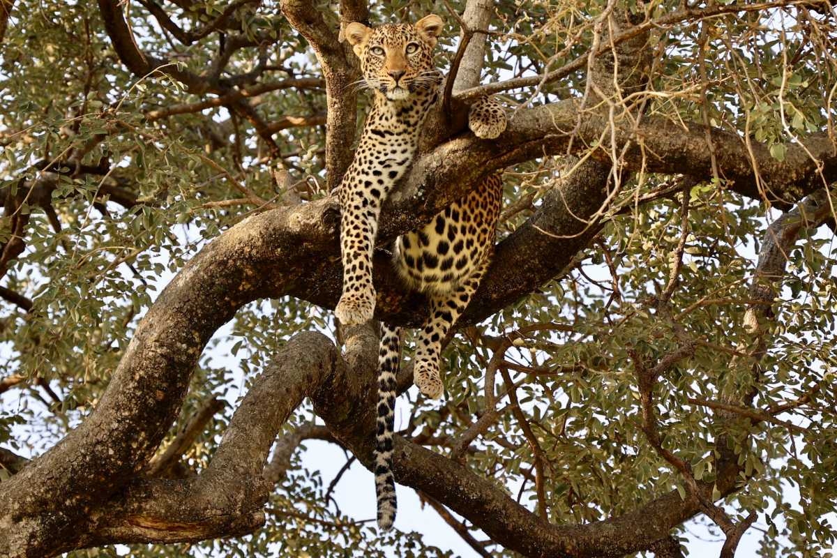 zanzibar leopard