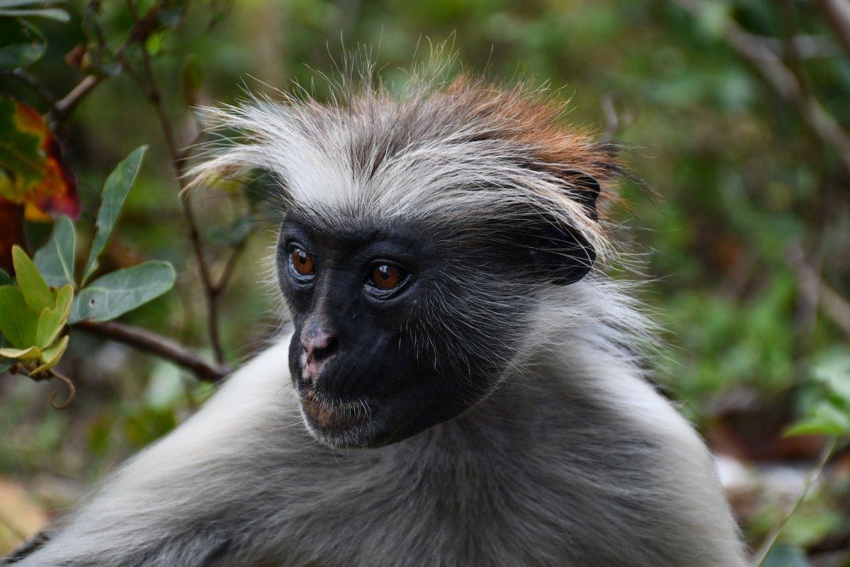 zanzibar red colobus is one of the zanzibar dangerous animals