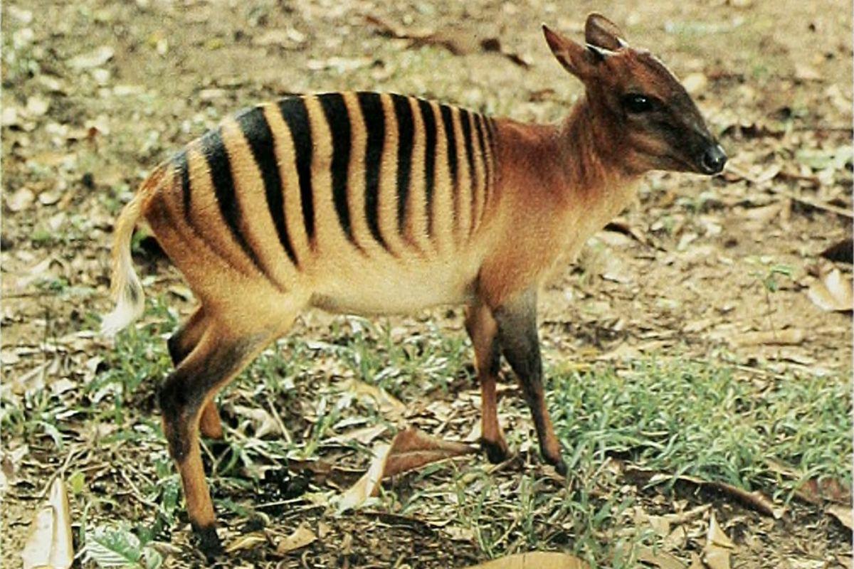 zebra duiker is part of the guinea wildlife