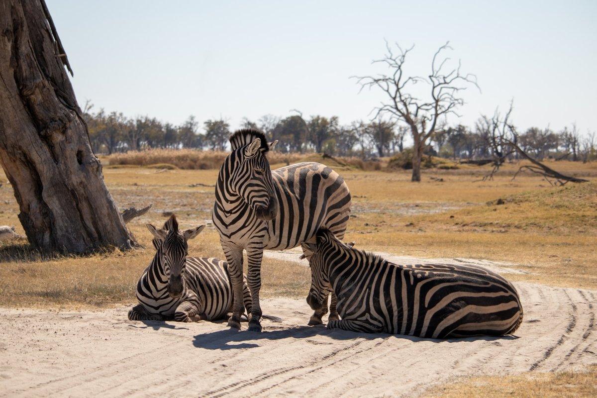 zebra is the botswana national animal