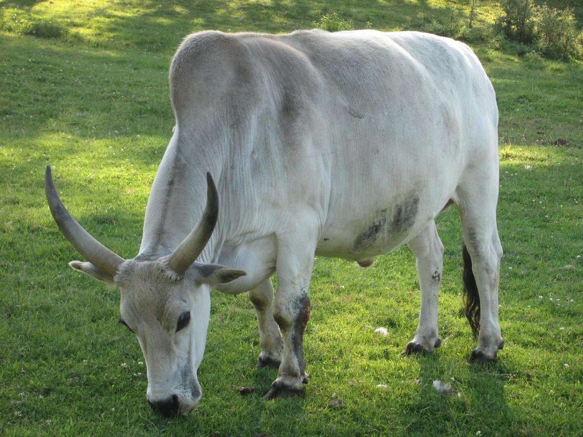 zebu is in the common animals in india