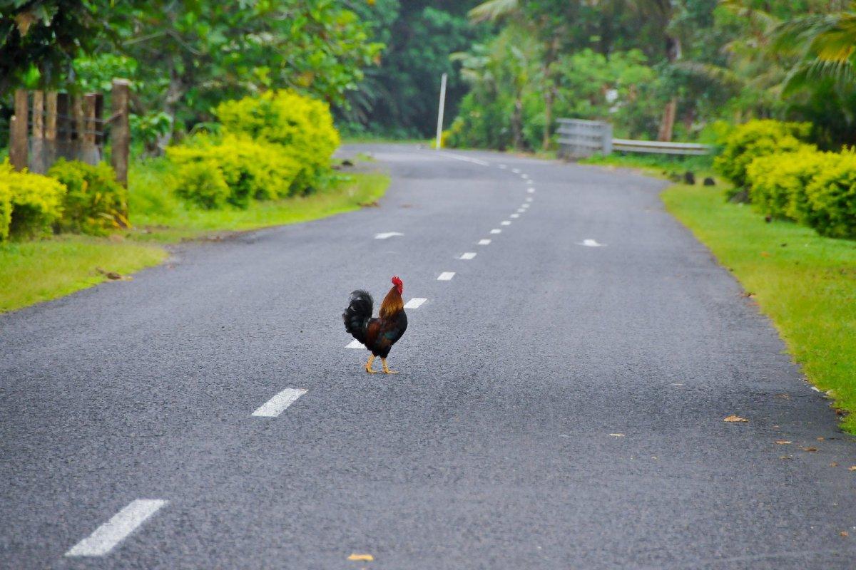 10 Wild Animals in Samoa [Wildlife in Samoa]