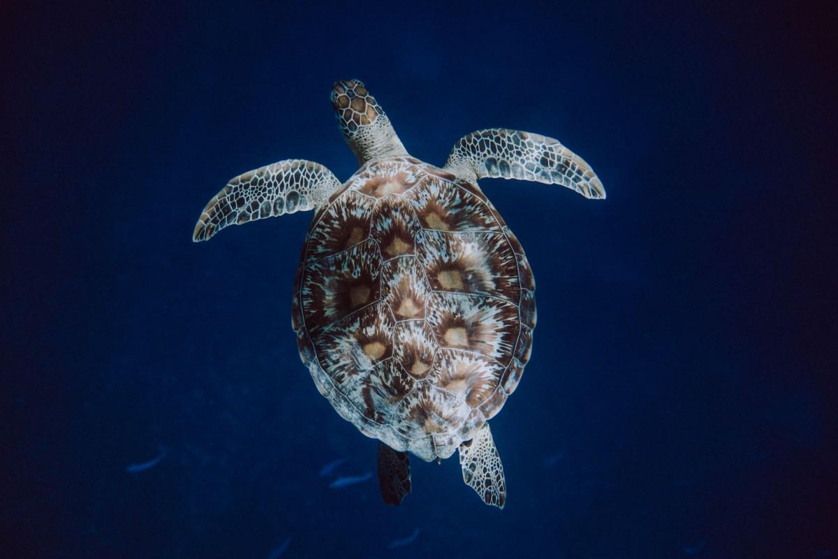 10 Wild Animals in Solomon Islands [Wildlife in Solomon Islands]