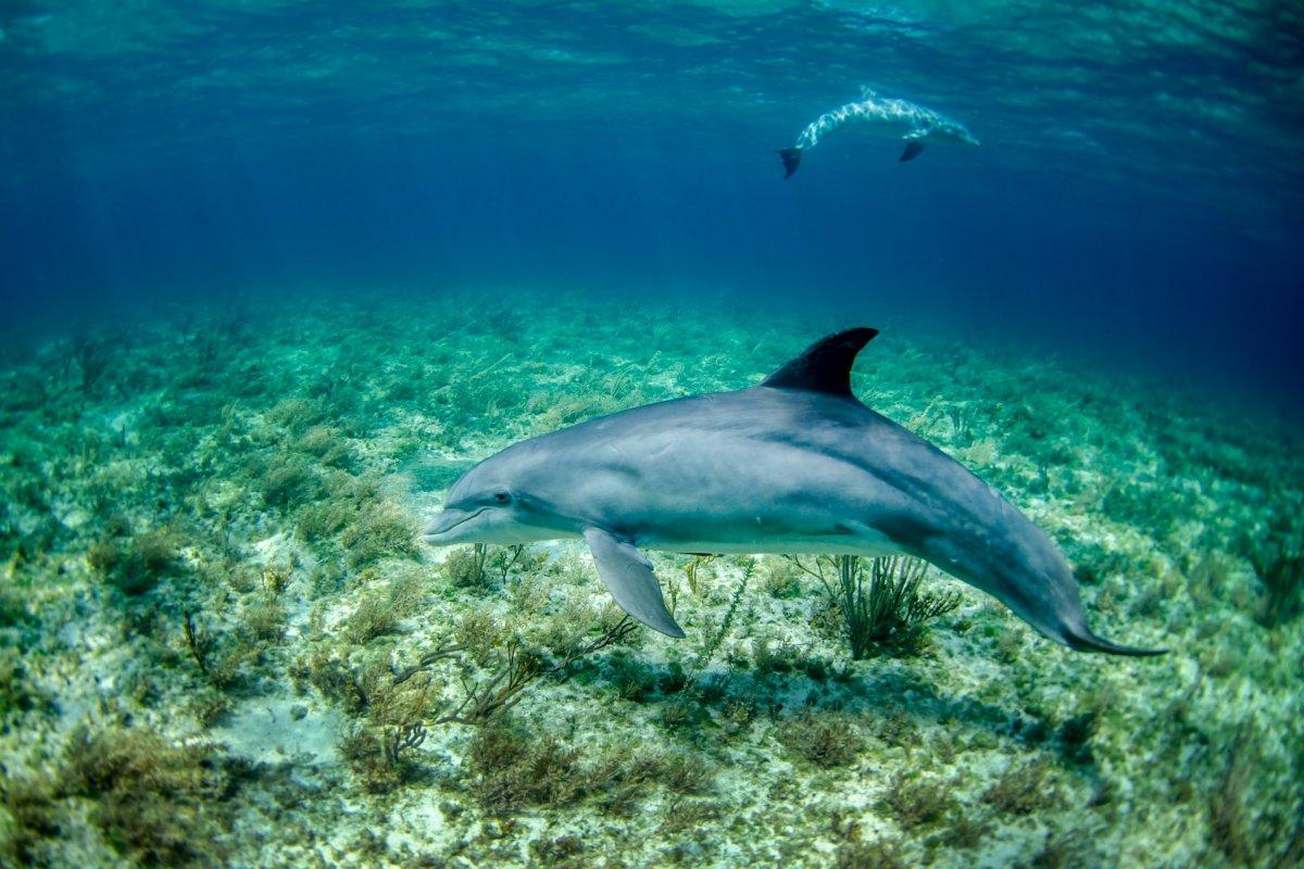 10 Wild Animals in Tuvalu [Wildlife in Tuvalu]