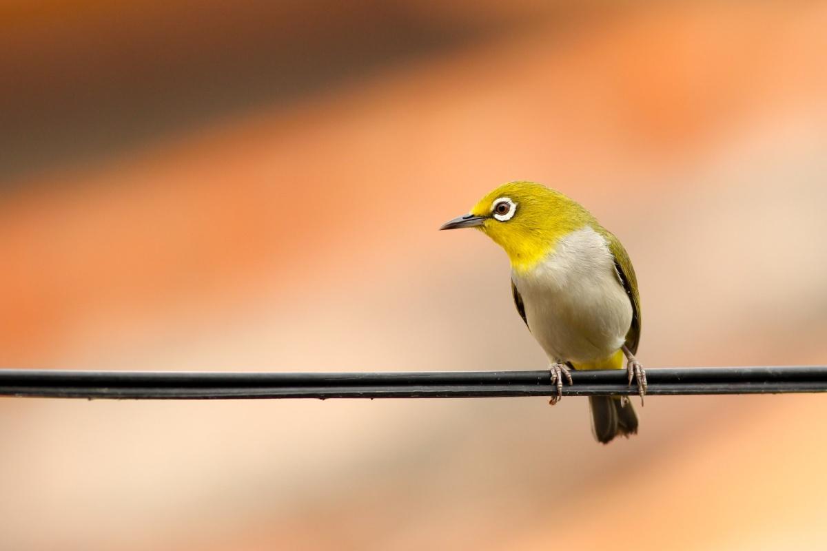 13 Wild Animals in Vanuatu [Wildlife in Vanuatu]