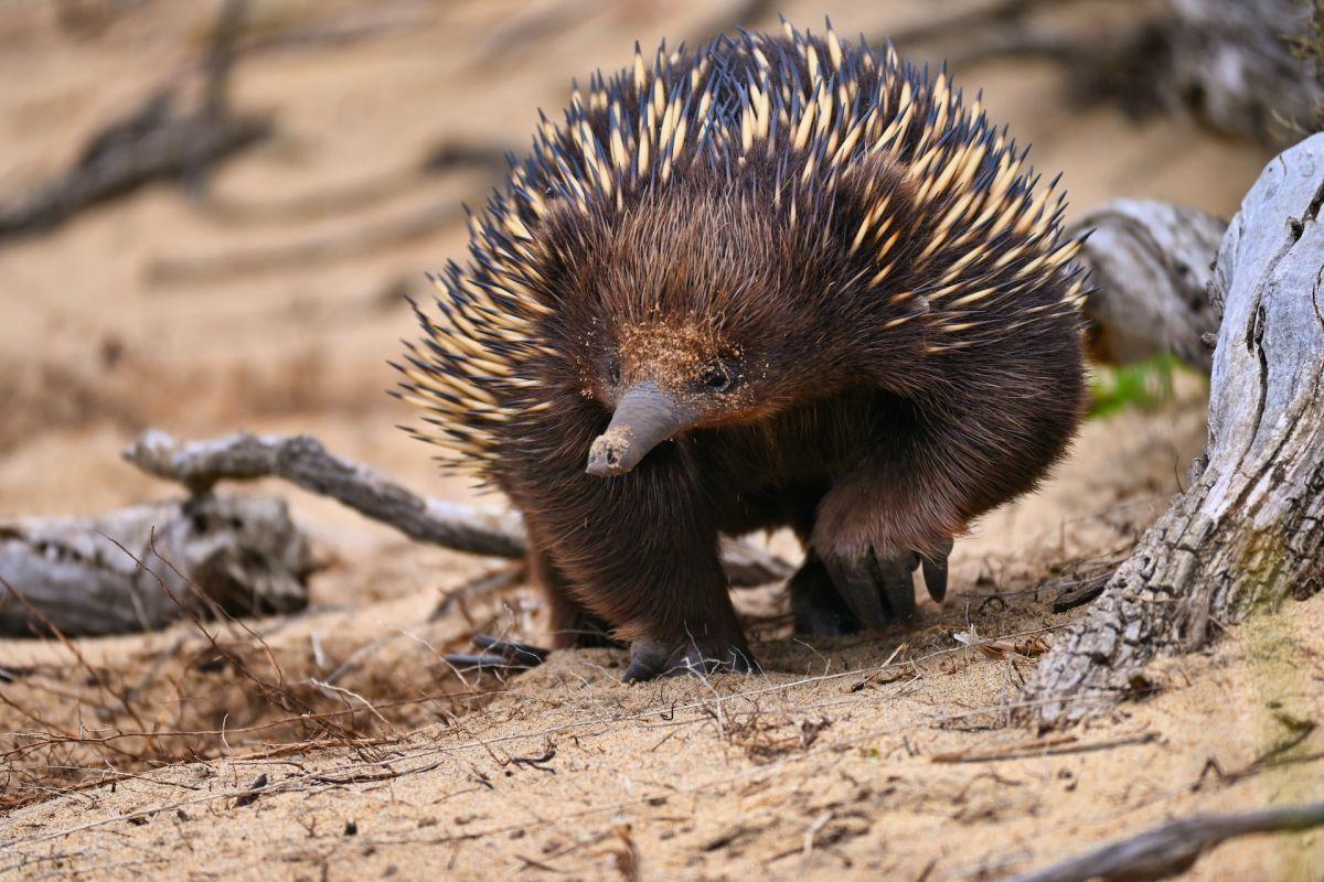 13 Wild Animals in Victoria [Wildlife in Victoria]