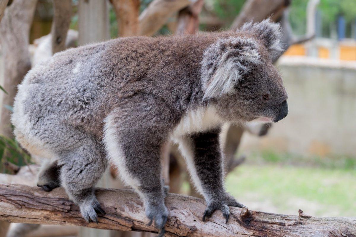 16 Wild Animals in South Australia [Wildlife in South Australia]