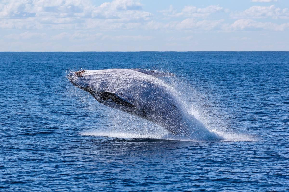 17 Wild Animals in Tonga [Wildlife in Tonga]