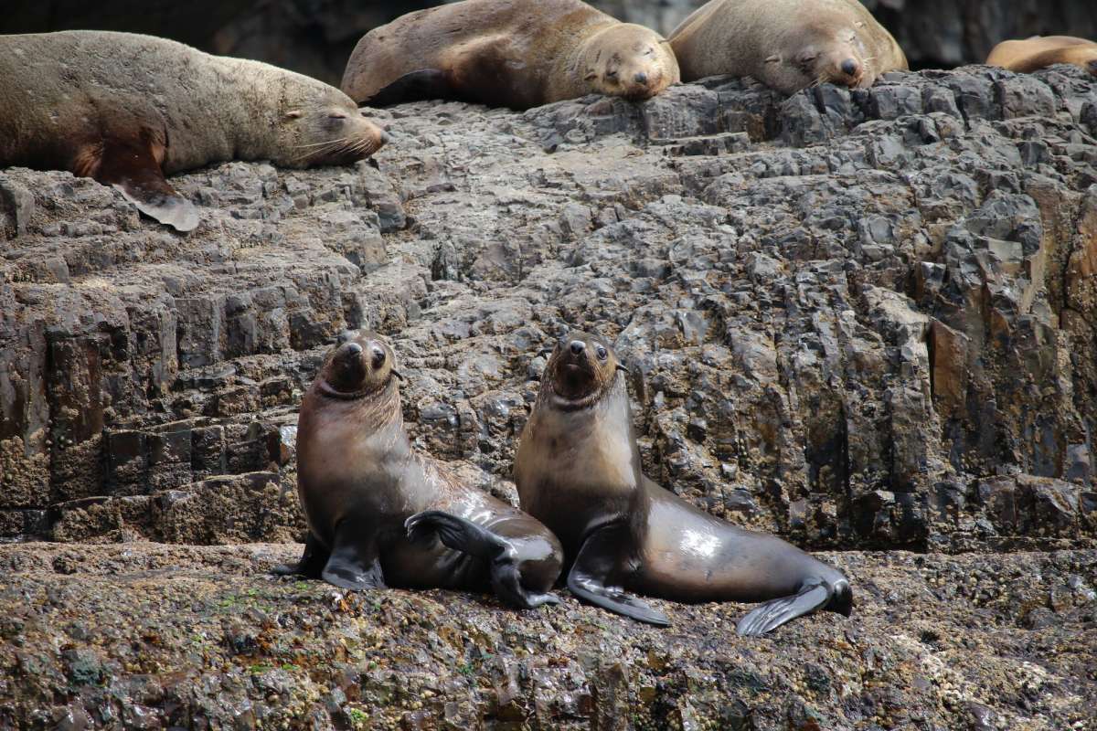 21 Wild Animals in Tasmania [Wildlife in Tasmania]