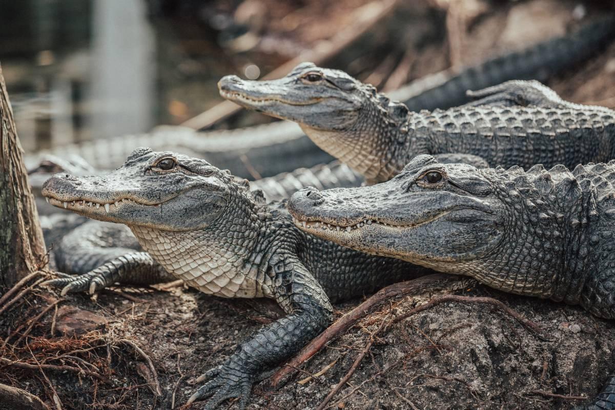 27 Wild Animals in Papua New Guinea [Wildlife in Papua New Guinea]